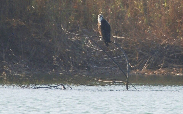 falco_pescatore_075.jpg