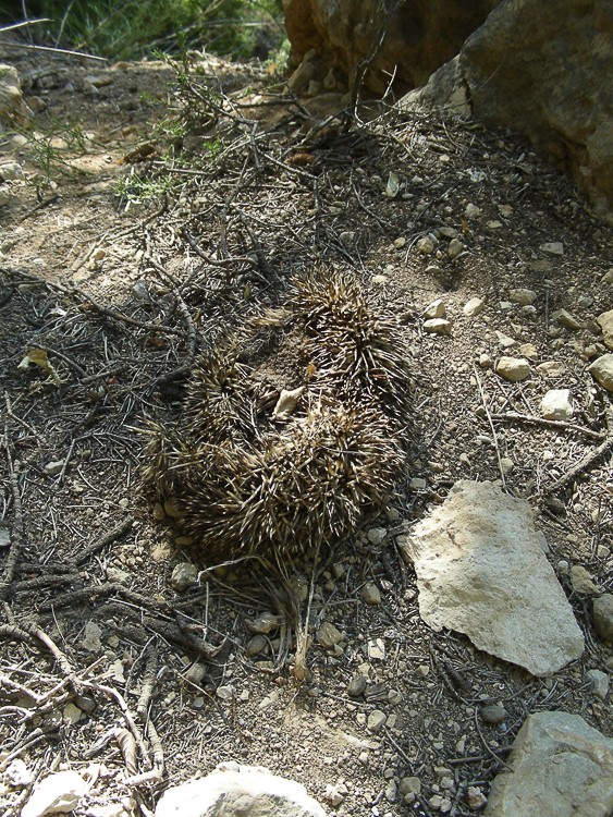 comportamento_gufo_reale_099.jpg
