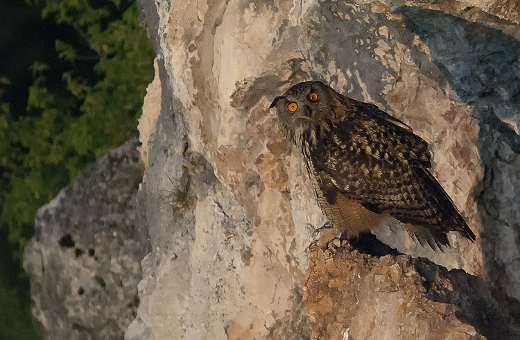 gufo_reale_092.jpg